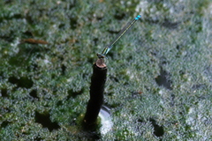 Paracercion calamorum calamorum