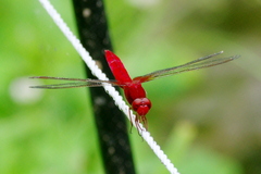 Crocothemis servilia mariannae