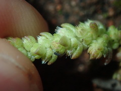 Crassula colorata