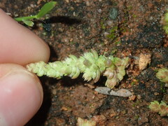 Crassula colorata