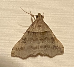 Phalaenophana pyramusalis