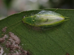 Mediastinia