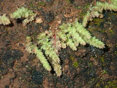 Crassula colorata