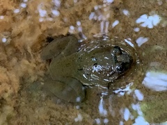 Limnonectes fujianensis