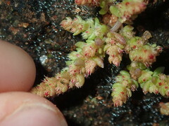 Crassula colorata