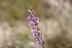 Tetratheca pilosa