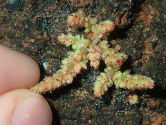 Crassula colorata