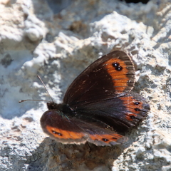 Erebia montanus