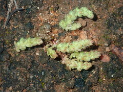Crassula colorata