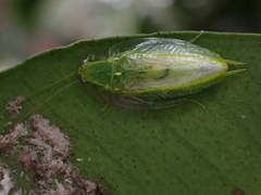 Mediastinia