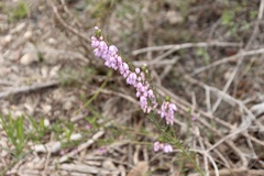 Tetratheca pilosa