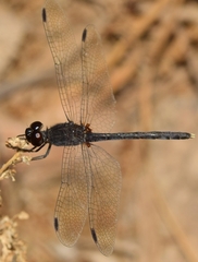 Diplacodes lefebvrii