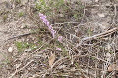 Tetratheca pilosa