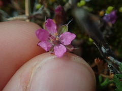 Erodium cicutarium