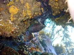 Macroctopus maorum