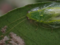 Mediastinia