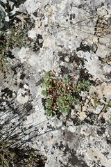 Euphorbia petrophila