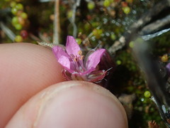 Erodium cicutarium