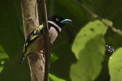 Eurylaimus ochromalus