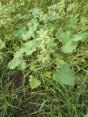 Xanthium orientale