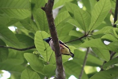 Eurylaimus ochromalus