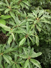 Daphniphyllum macropodum