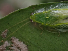 Mediastinia