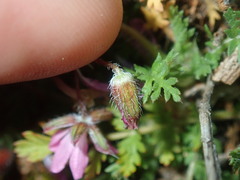 Erodium cicutarium