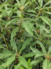Daphniphyllum macropodum