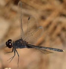 Diplacodes lefebvrii