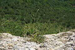 Cephalaria coriacea