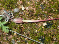Erodium cicutarium