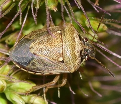 Eysarcoris ventralis