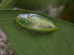 Mediastinia