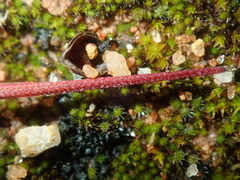 Erodium cicutarium