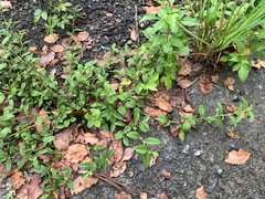 Sida rhombifolia insularis