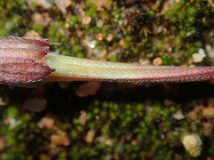 Erodium cicutarium