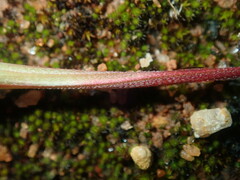 Erodium cicutarium