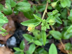 Sida rhombifolia insularis