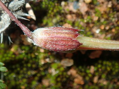 Erodium cicutarium