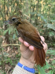 Glyphorynchus spirurus