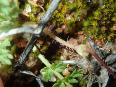 Erodium cicutarium