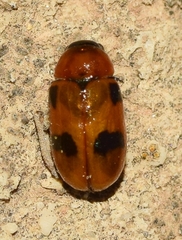 Coptocephala