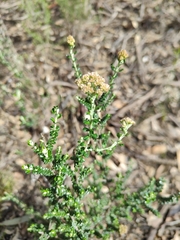 Ozothamnus obcordatus