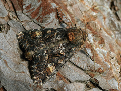 Apamea rubrirena