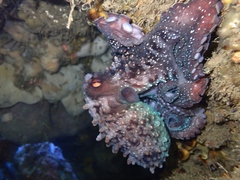 Macroctopus maorum