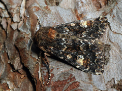Apamea rubrirena