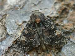 Apamea rubrirena
