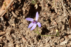 Pheladenia deformis