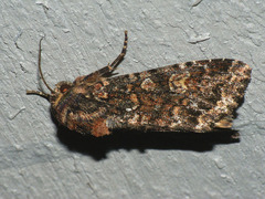 Apamea rubrirena